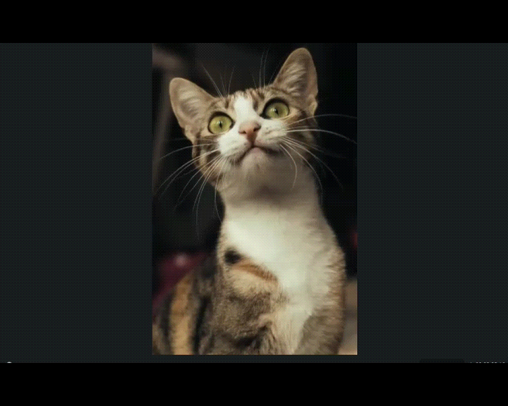 generate muscle video for your cat